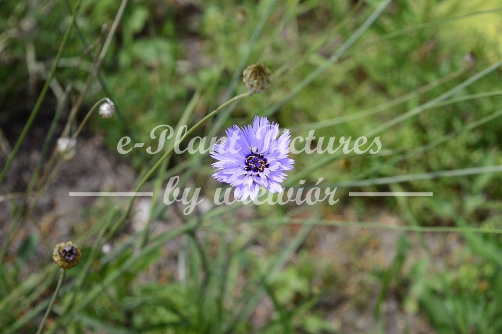 Catananche caerulea