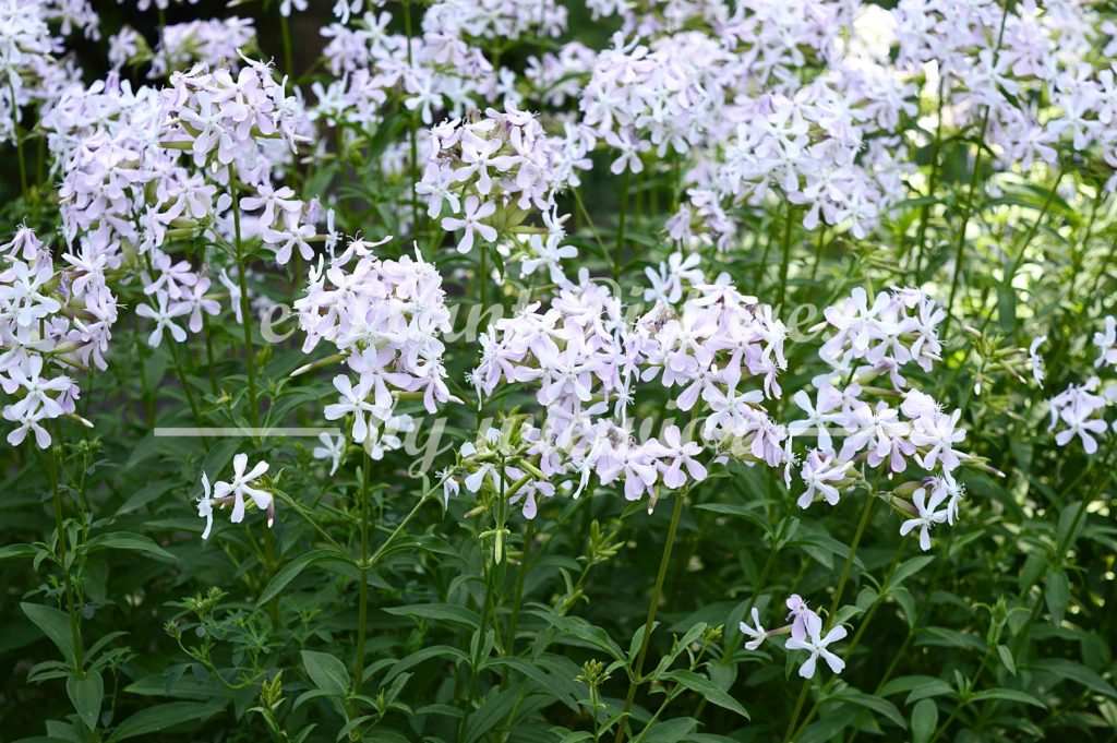 Phlox divaricata