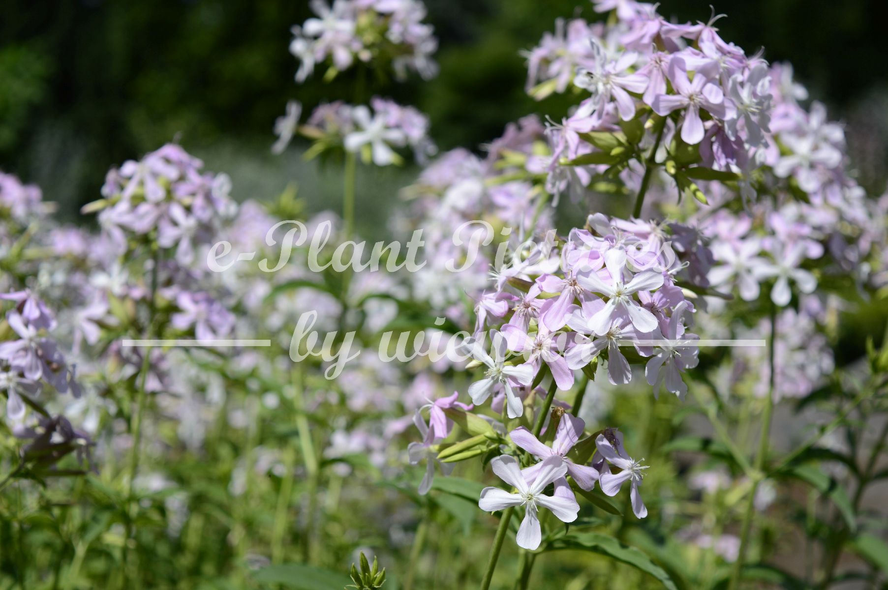 Phlox divaricata