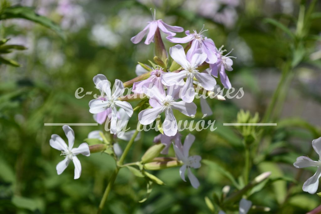 Phlox divaricata