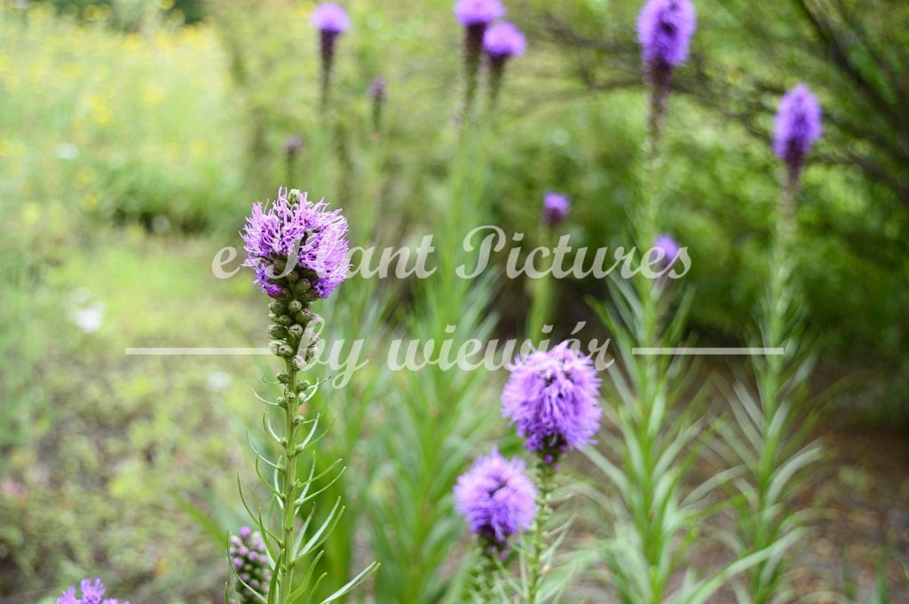 Liatris elegans