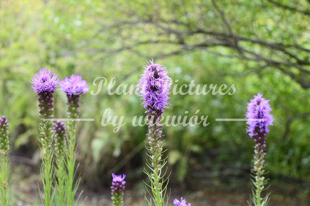 Liatris elegans