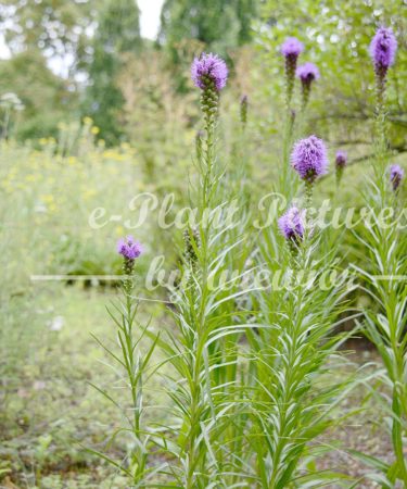 Liatris elegans