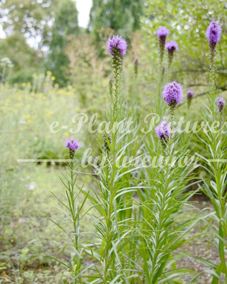 Liatris elegans