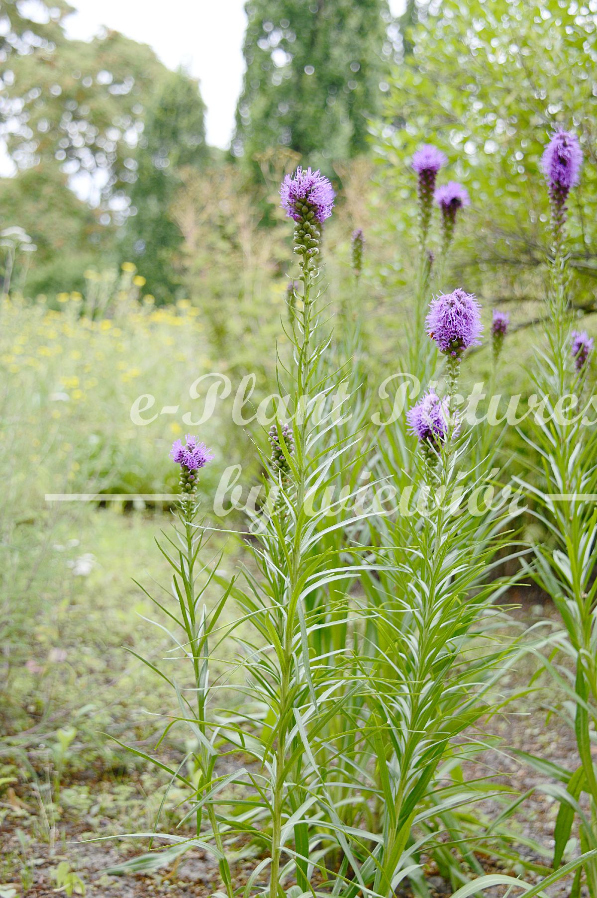 Liatris elegans