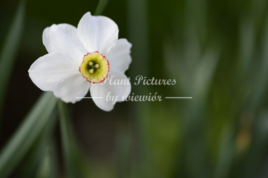 Narcissus Actaea