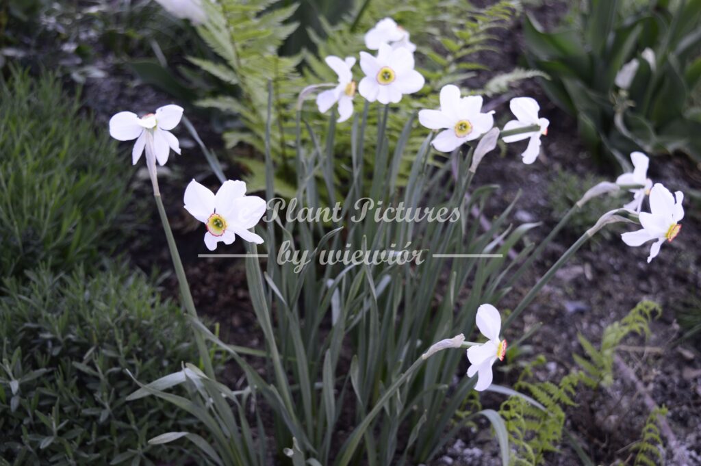 Narcissus Actaea