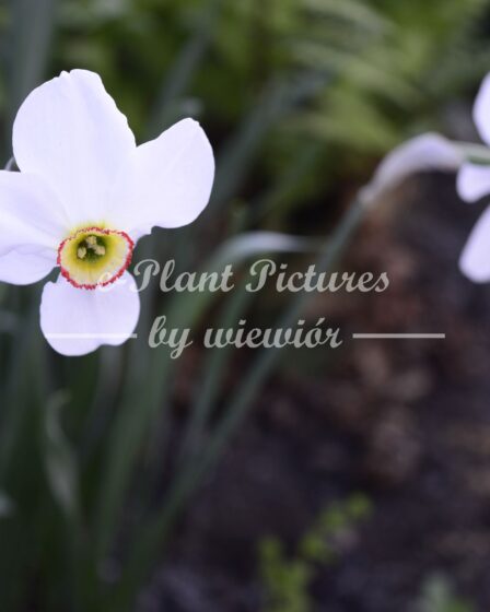 Narcissus Actaea