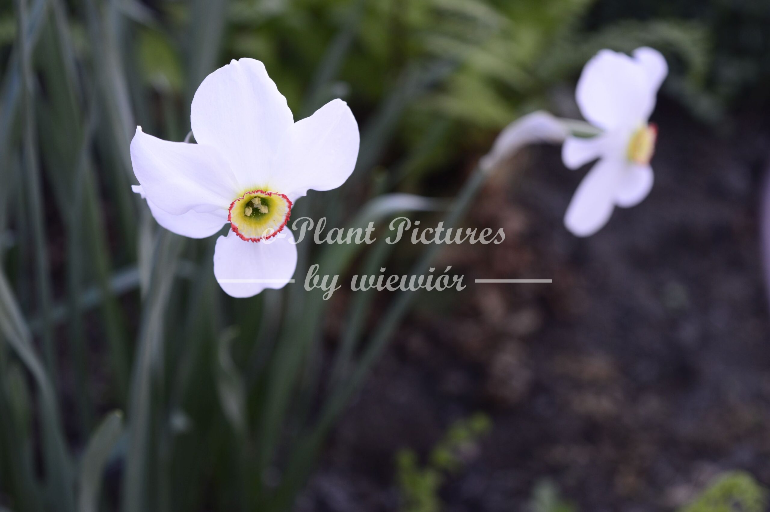 Narcissus Actaea