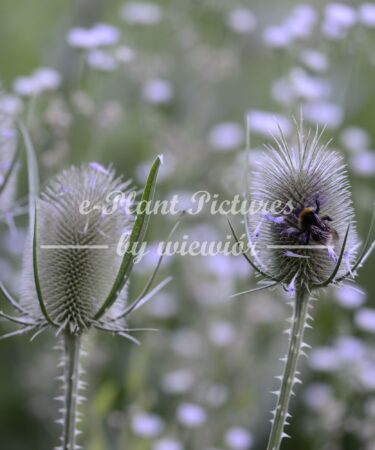 Dipsacus fullonum