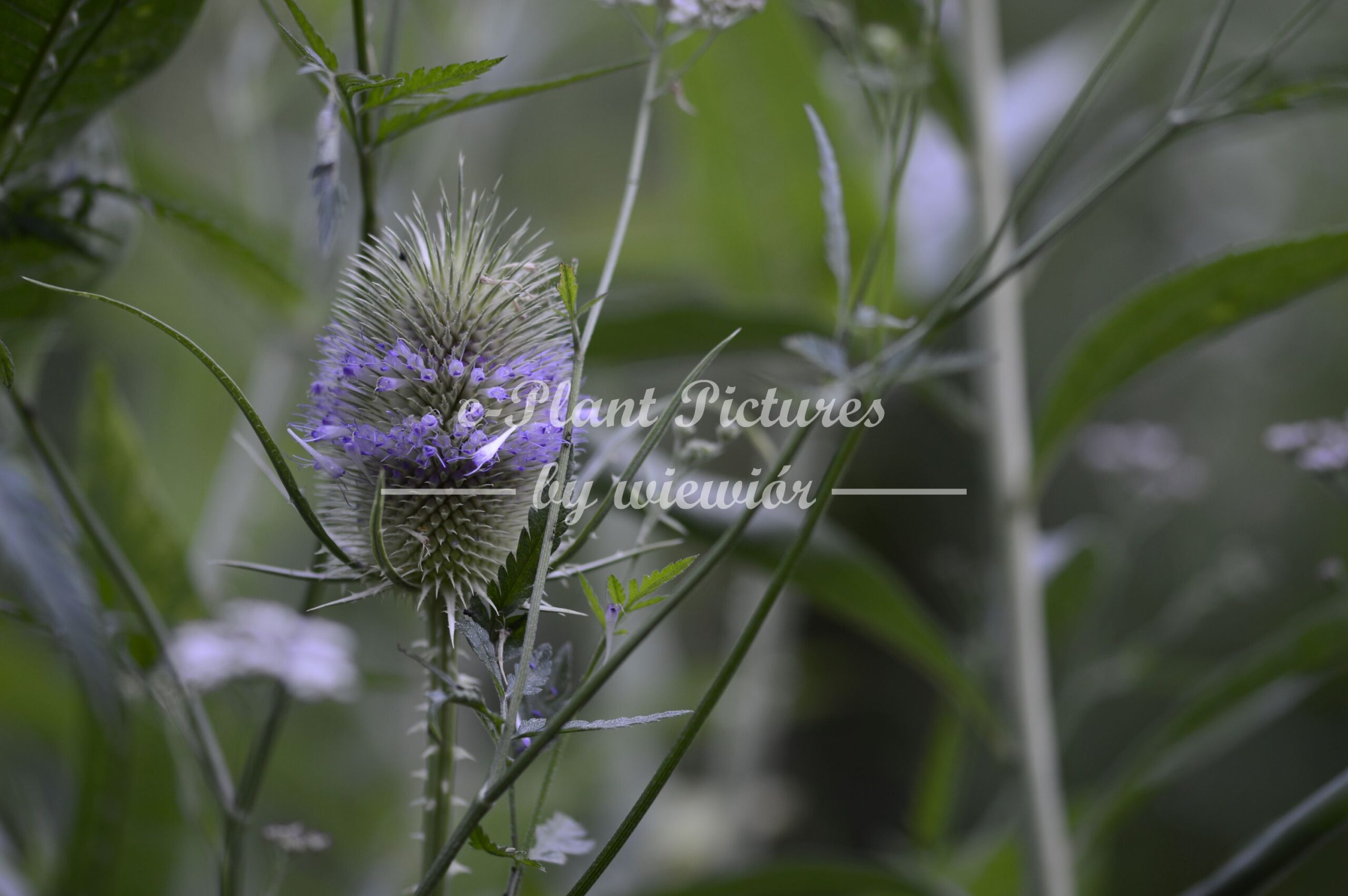 Dipsacus fullonum