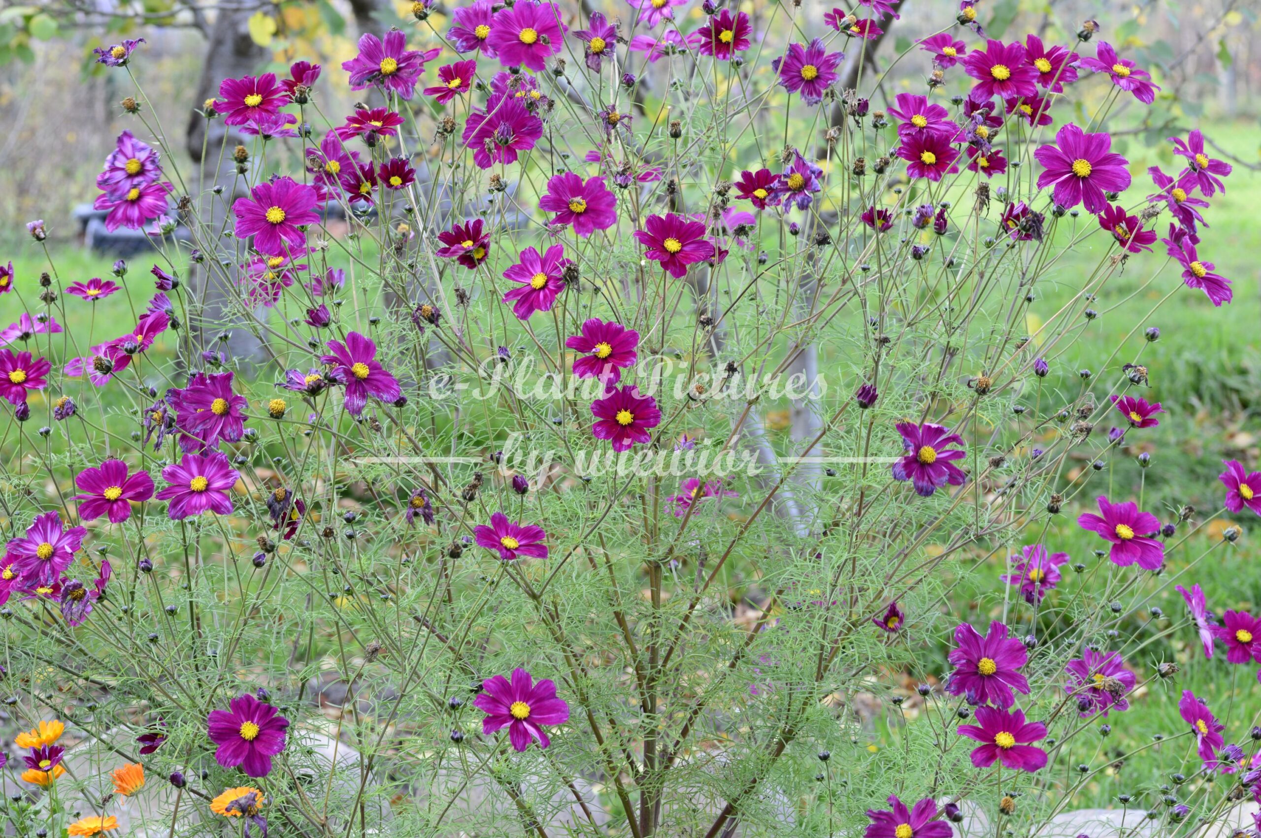 Garden cosmos