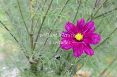 Garden cosmos