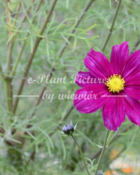 Garden cosmos