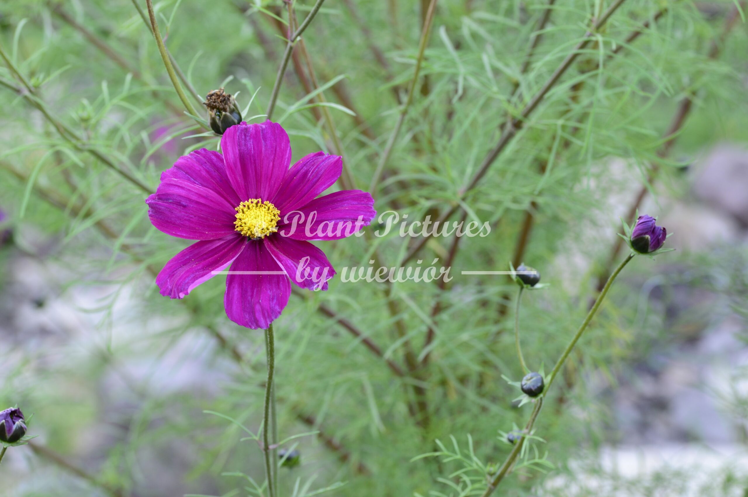 Garden cosmos