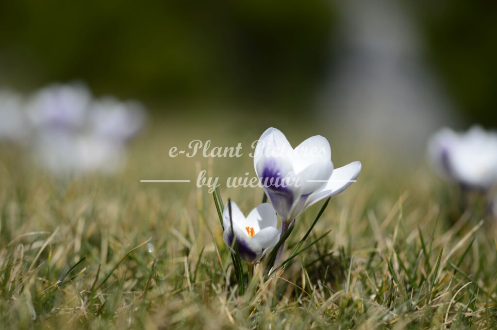 Crocus hybridus Prins Claus