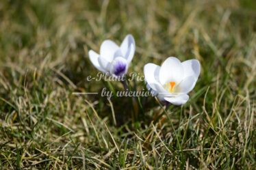 Crocus Prins Claus