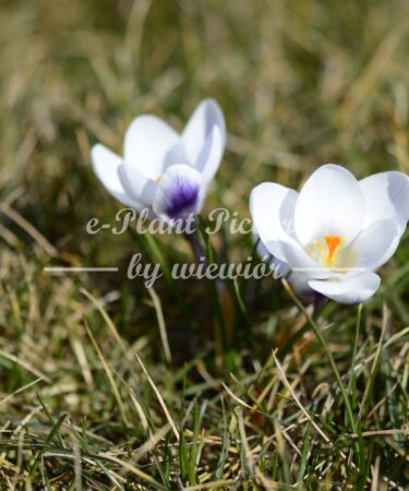 Crocus Prins Claus