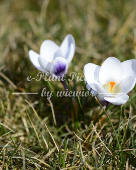 Crocus Prins Claus