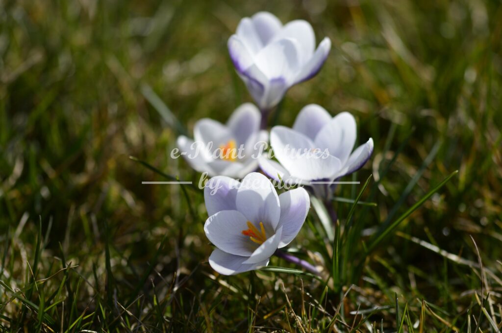 Crocus hybridus Prins Claus