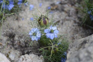 Nigella damascena