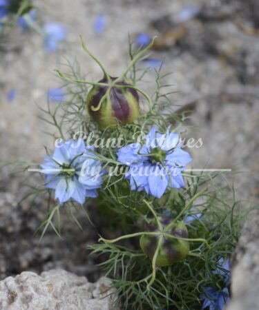 Nigella damascena