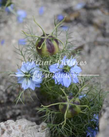 Nigella damascena