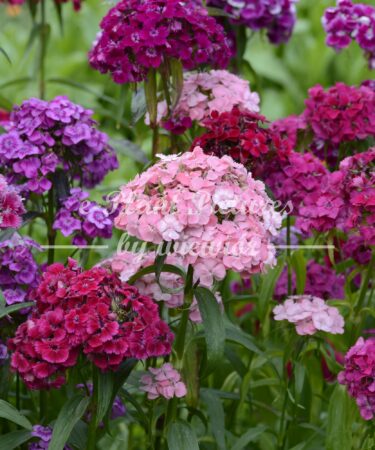 sweet William