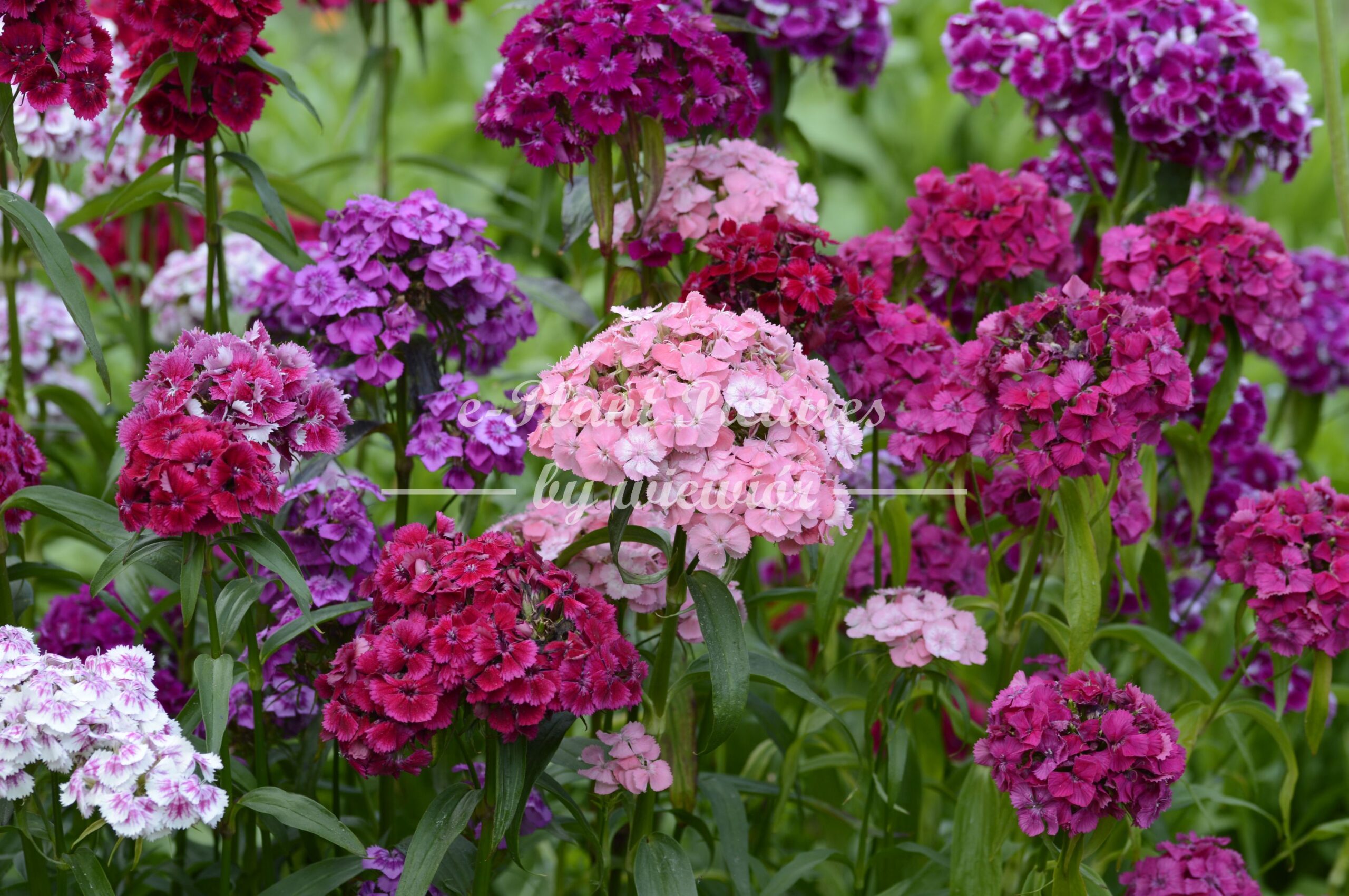 sweet William