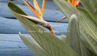 Strelitzia reginae