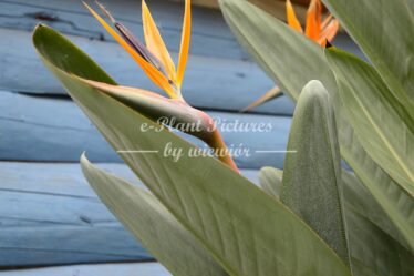 Strelitzia reginae