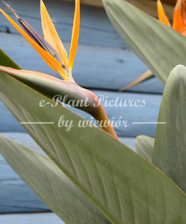 Strelitzia reginae