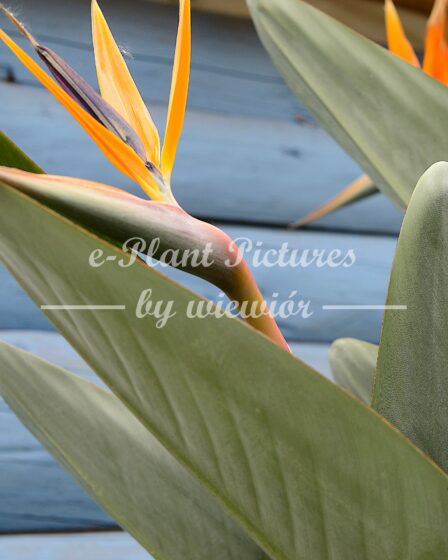 Strelitzia reginae