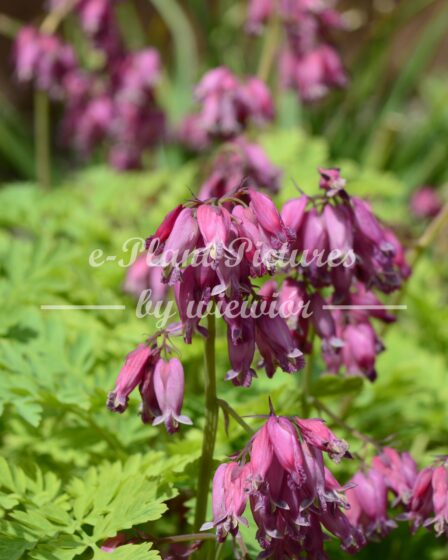 fringed bleeding-heart