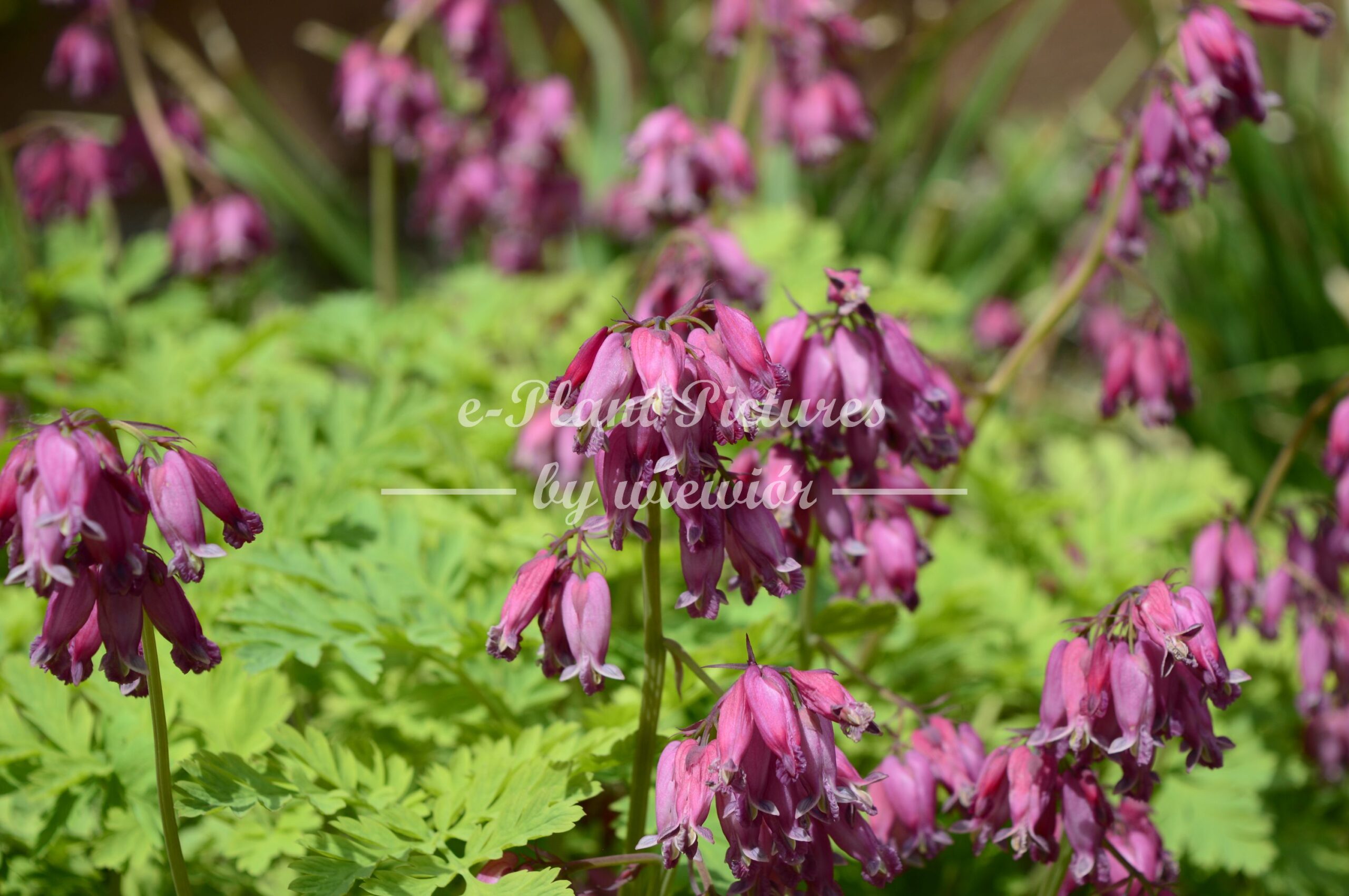 fringed bleeding-heart