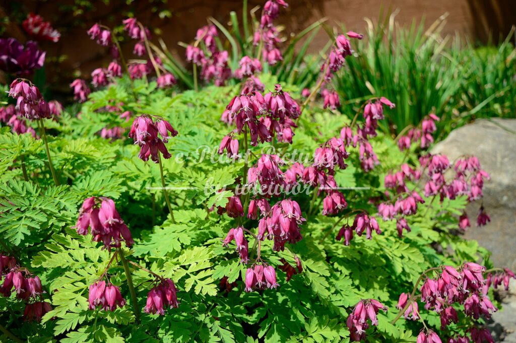 fringed bleeding-heart