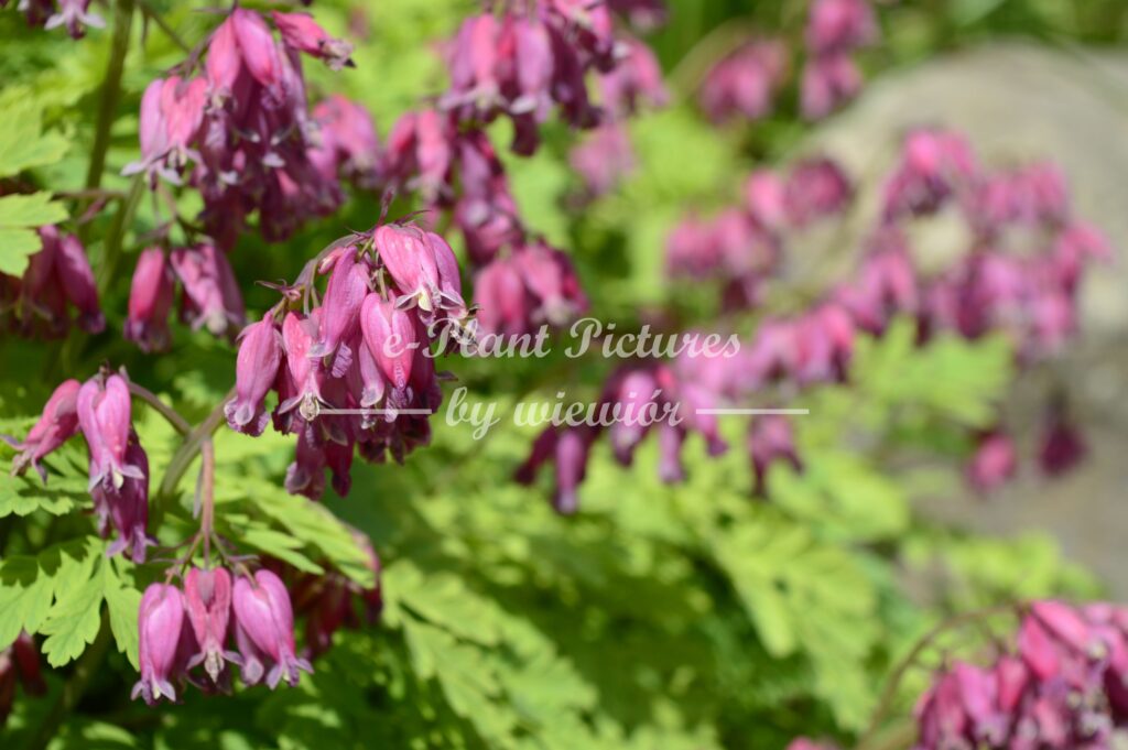 fringed bleeding-heart