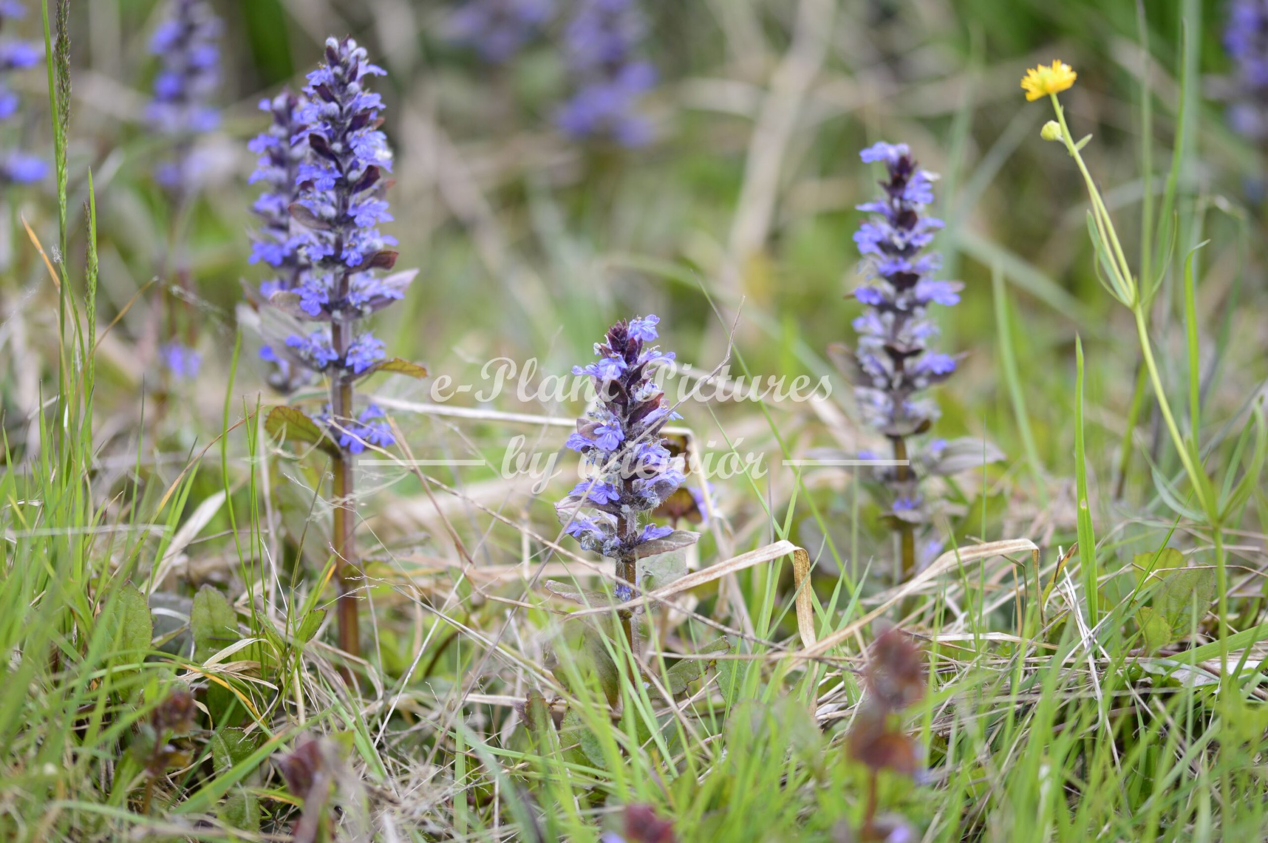 common bugle