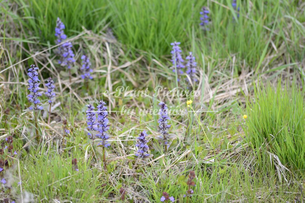 common bugle