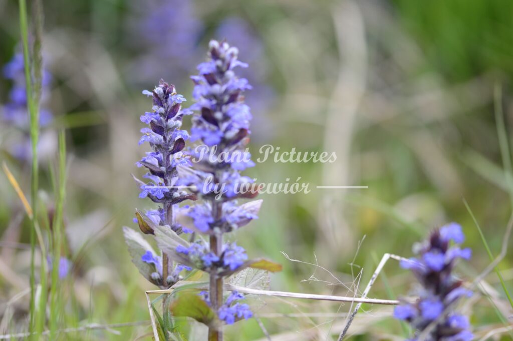 common bugle