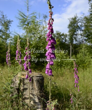 Foxglove or common foxglove